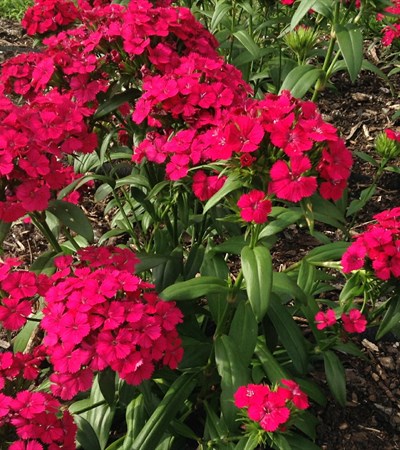 Dianthus Jolt™ Cherry